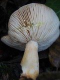 Lactarius chrysorrheus image