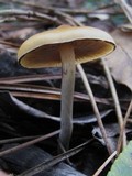 Psilocybe azurescens image