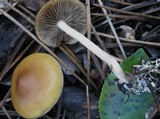 Psilocybe azurescens image