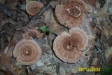Hydnellum concrescens image