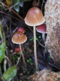 Psathyrella corrugis image