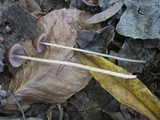 Psathyrella corrugis image