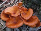 Omphalotus olearius image