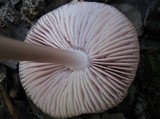 Mycena rosea image