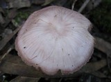 Mycena rosea image