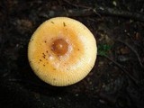 Amanita sect. Vaginatae image