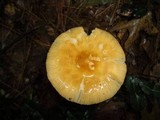 Amanita sect. Vaginatae image
