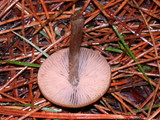 Nolanea cetrata f. minimospora image