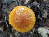 Boletus longicurvipes image