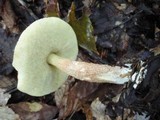 Boletus longicurvipes image