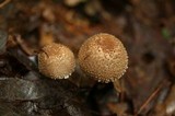 Echinoderma asperum image