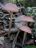 Entoloma roseum image