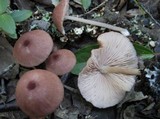 Entoloma roseum image