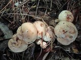 Rhodocollybia maculata image