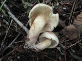 Rhodocollybia maculata image