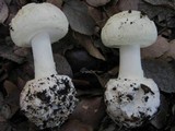 Amanita citrina var. citrina image