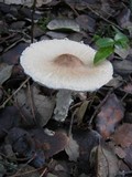 Lepiota clypeolaria image