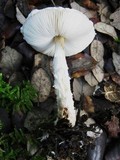 Lepiota clypeolaria image
