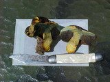 Gastroboletus turbinatus image