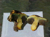 Gastroboletus turbinatus image