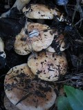 Tricholoma albobrunneum image