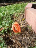 Clathrus columnatus image