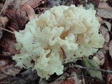 Sebacina sparassoidea image