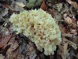 Sebacina sparassoidea image
