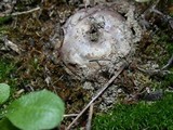 Disciseda cervina image