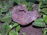 Calvatia cyathiformis f. fragilis image