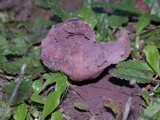 Calvatia cyathiformis image