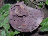 Calvatia cyathiformis image