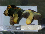 Gastroboletus turbinatus image