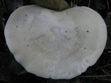 Clitocybe phyllophila image