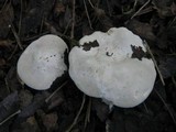 Clitocybe phyllophila image