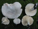 Clitocybe phyllophila image