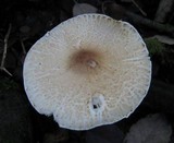 Lepiota clypeolaria image