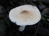 Lepiota clypeolaria image