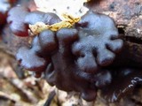 Exidia recisa image