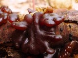 Exidia recisa image