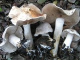 Hebeloma crustuliniforme image