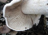 Hebeloma crustuliniforme image