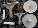 Infundibulicybe geotropa image