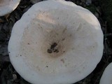 Infundibulicybe geotropa image