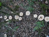 Infundibulicybe geotropa image