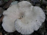 Entoloma undatum image