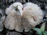 Entoloma undatum image