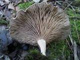 Entoloma undatum image