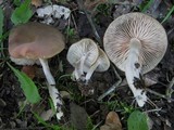 Entoloma rhodopolium image