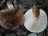 Tricholoma stans image